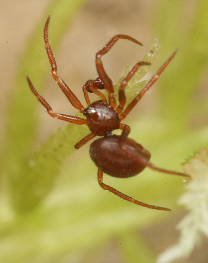 Pholcomma gibbum (Pholcomma gibbum)