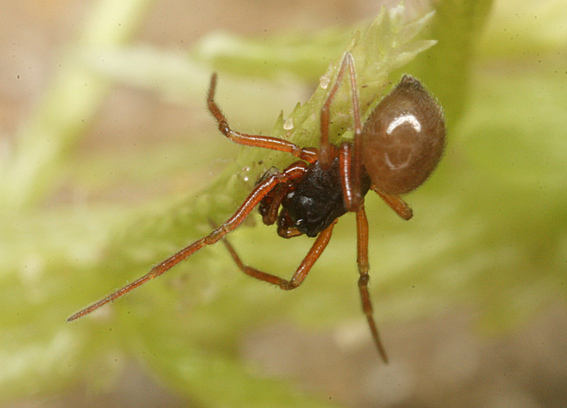 Micrargus herbigradus (Micrargus herbigradus)