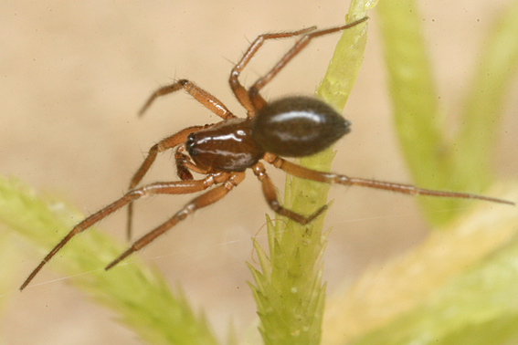 Aphileta misera (Aphileta misera)