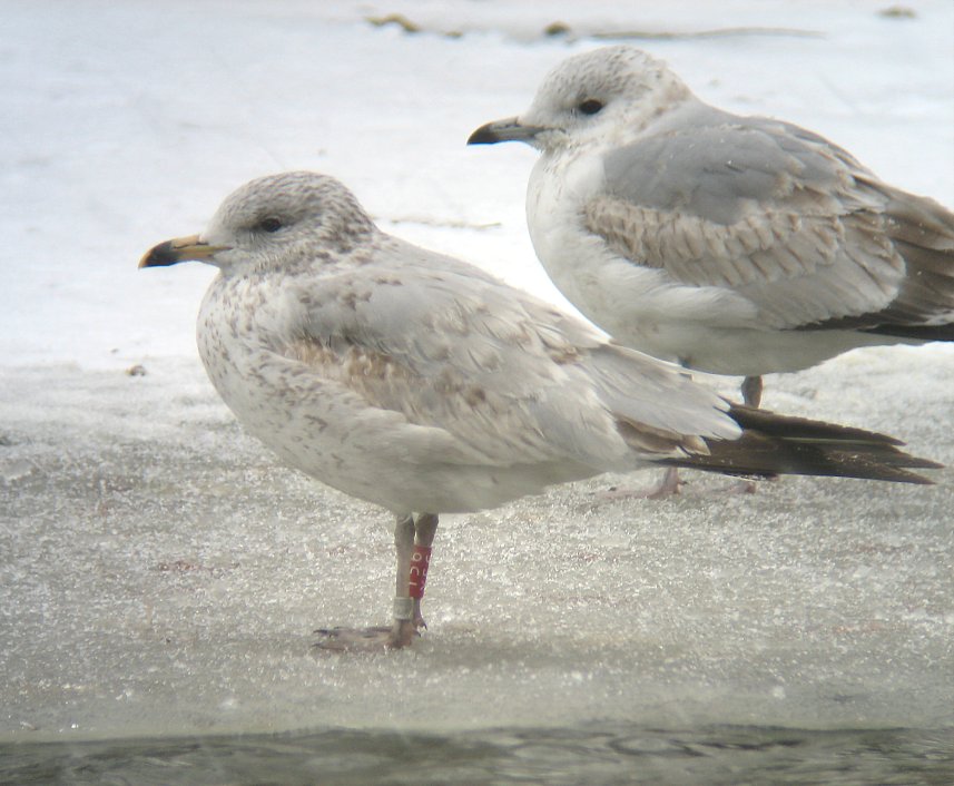 Ringnæbbet Måge (Larus delawarensis)
