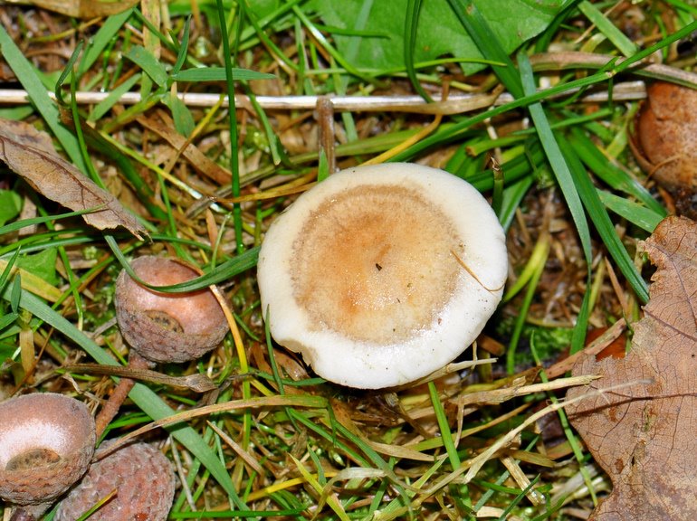 Hebeloma perpallidum (Hebeloma perpallidum)