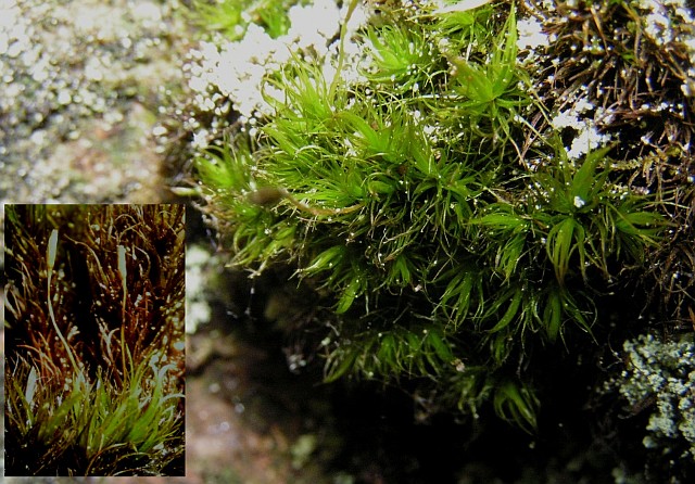 Bornholmsk Tyndvinge (Dicranum scottianum)