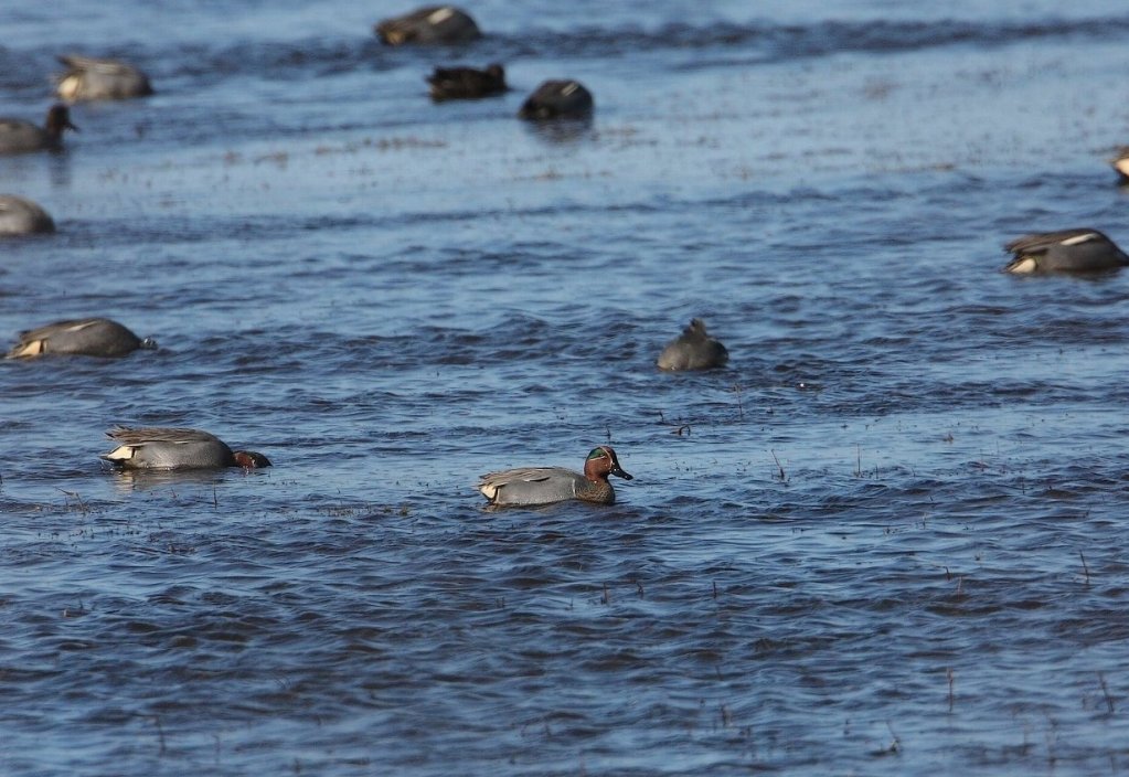 Krikand x Amerikansk Krikand (hybrid) (Anas crecca x - A. carolinensis)
