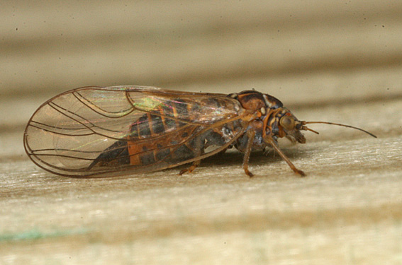 Cacopsylla pulchra (Cacopsylla pulchra)