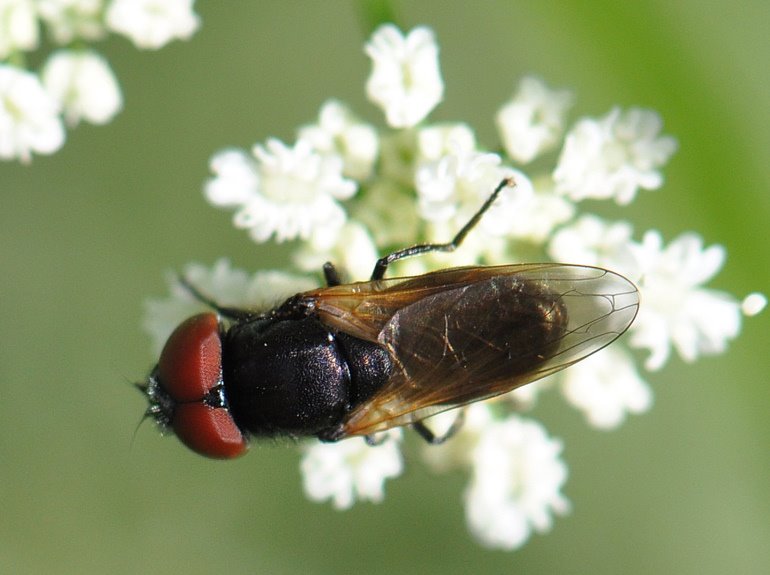Gulvinget Engsvirreflue (Chrysogaster cemiteriorum)