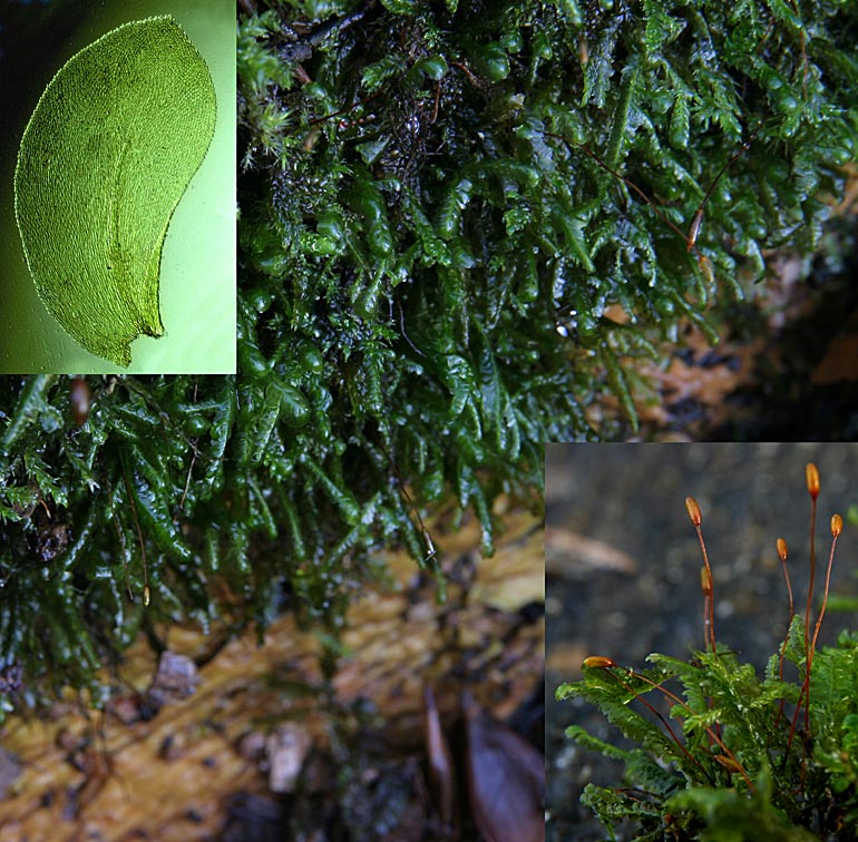 Skov-Tungemos (Homalia trichomanoides)