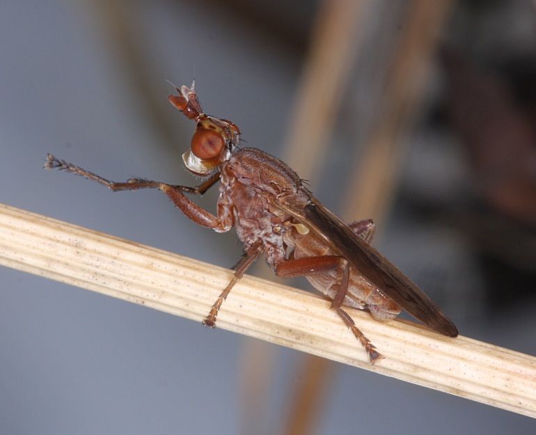 Elgiva solicita (Elgiva solicita)