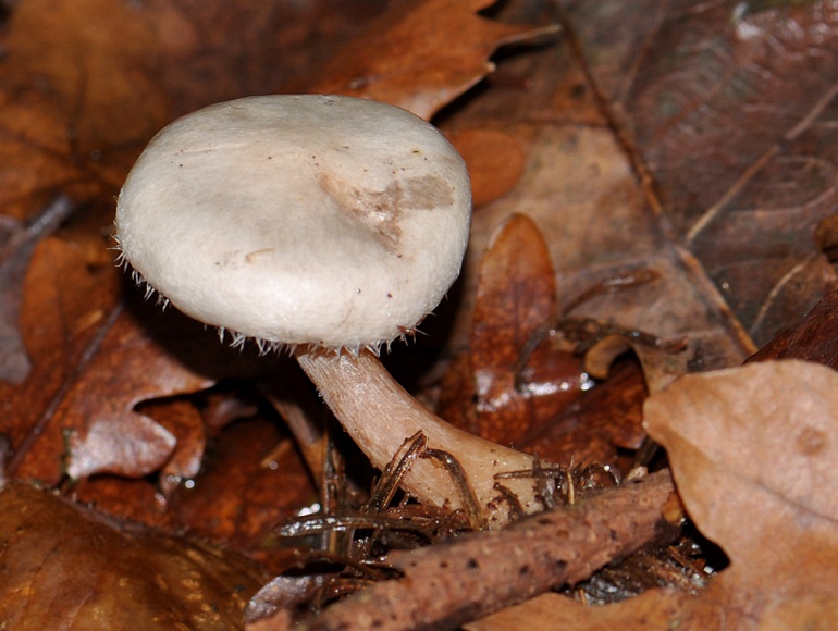 Almindelig Skæghat (Ripartites tricholoma)