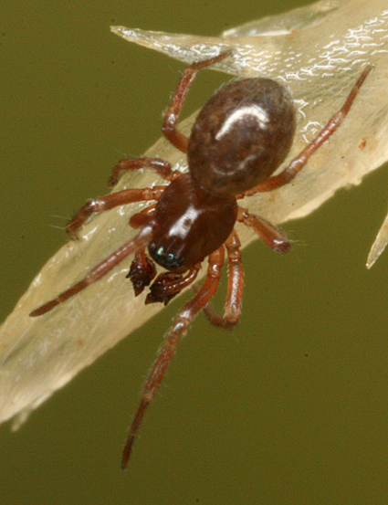 Gongylidiellum vivum (Gongylidiellum vivum)