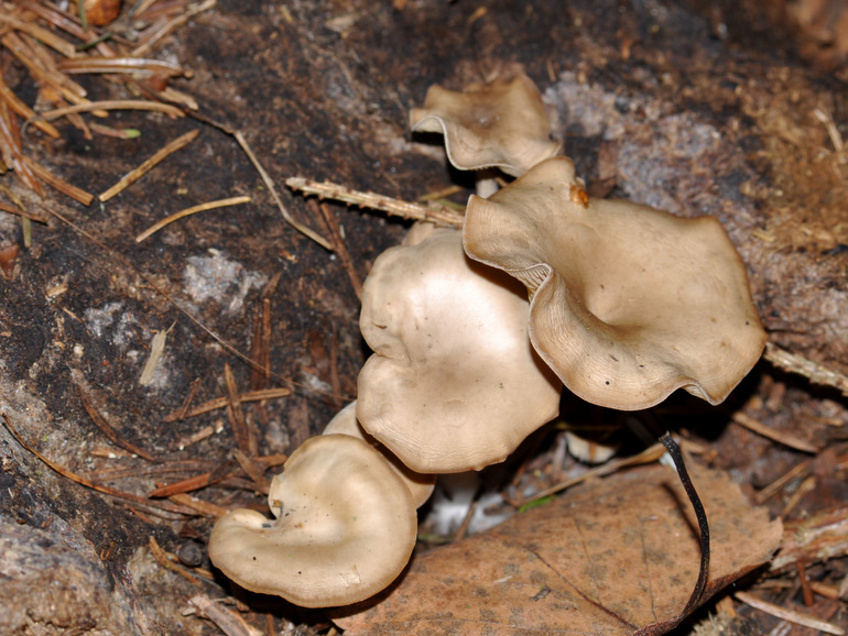 Gødnings-Tragthat (Clitocybe amarescens)
