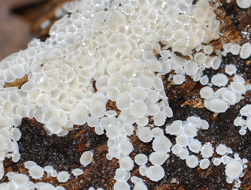 Hvid Frynseskive (Dasyscyphella nivea)