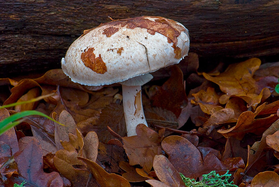 Skamløs Champignon (Agaricus impudicus)