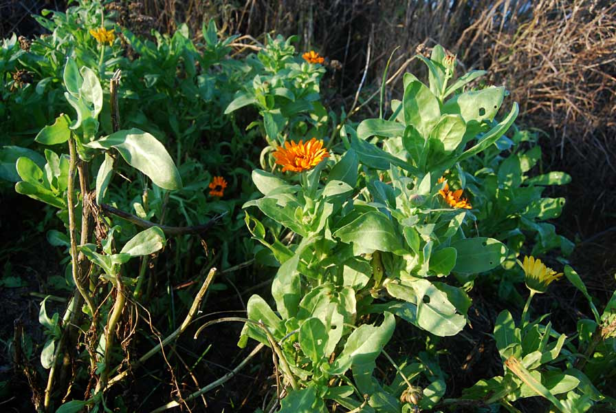 Have-Morgenfrue (Calendula officinalis)