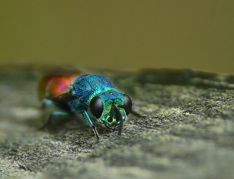 Sporeguldhveps (Chrysis pseudobrevitarsis)
