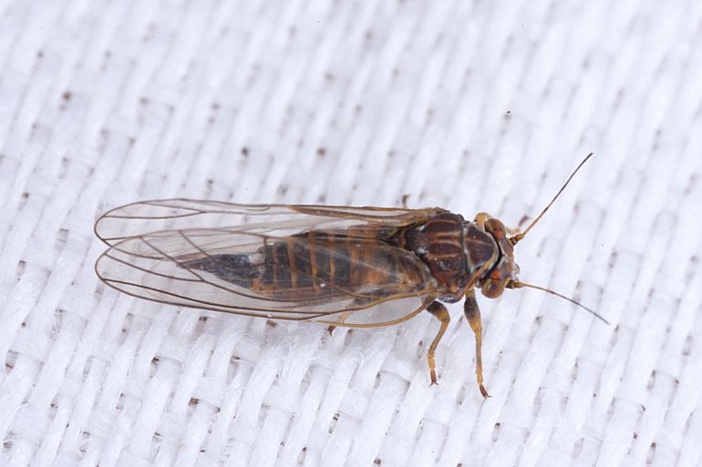 Cacopsylla moscovita (Cacopsylla moscovita)