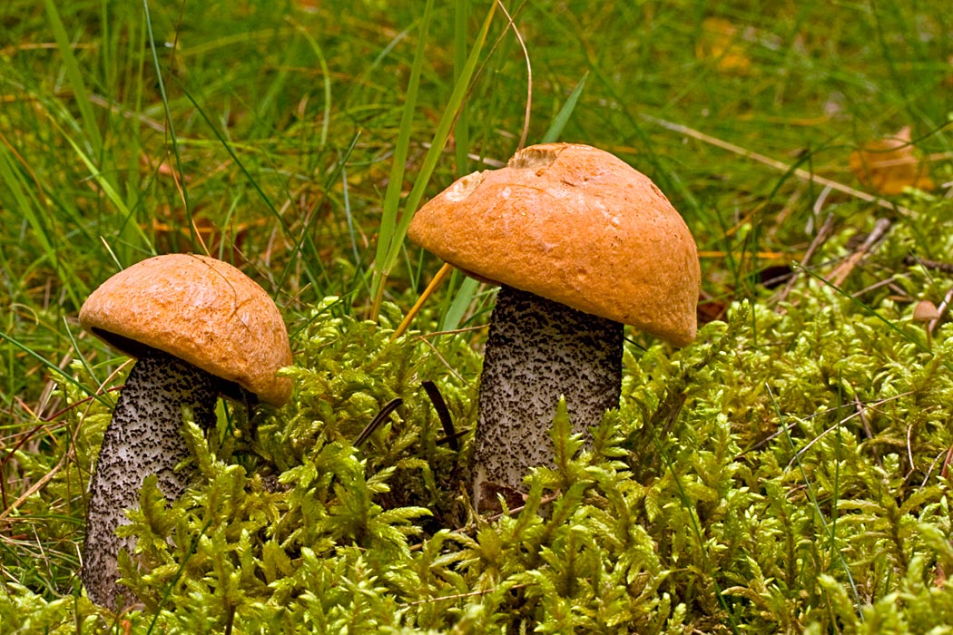 Orange Skælrørhat (Leccinum versipelle)