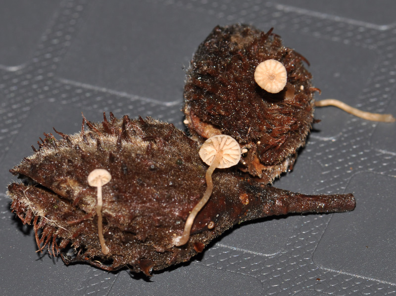 Blegrosa Grynskælhat (Flammulaster subincarnatus)