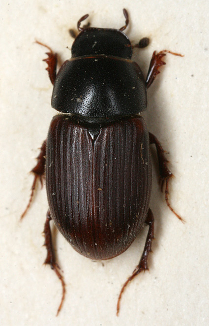 Stor Hårmøgbille (Aphodius tomentosus)