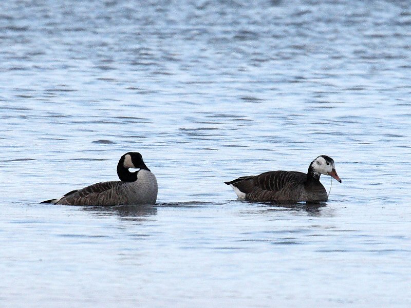 Grågås x Canadagås (hybrid) (Anser anser x Branta canadensis)