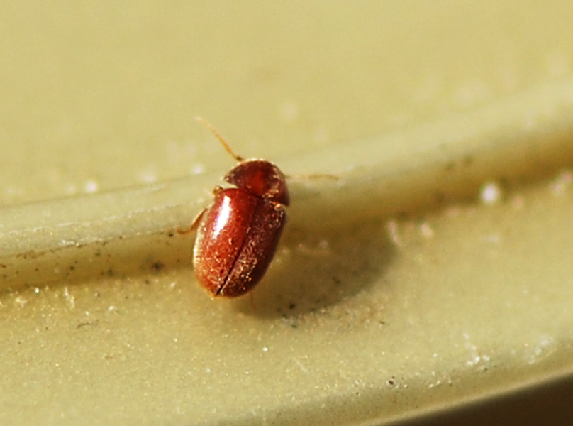 Tobaksbille (Lasioderma serricorne)