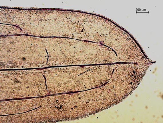 Brodbladet Vandaks (Potamogeton friesii)
