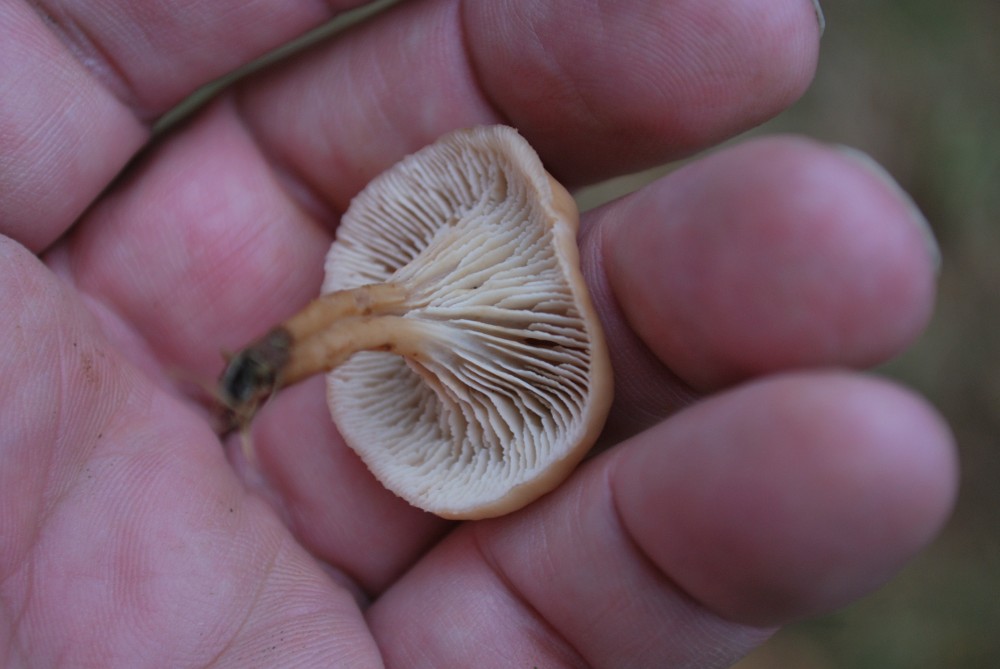 Navle-Savbladhat (Lentinellus flabelliformis)