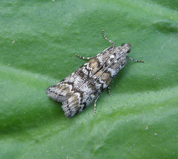 Grannålehalvmøl (Dioryctria schuetzeella)