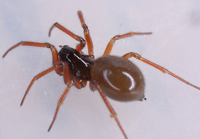 Drepanotylus uncatus (Drepanotylus uncatus)