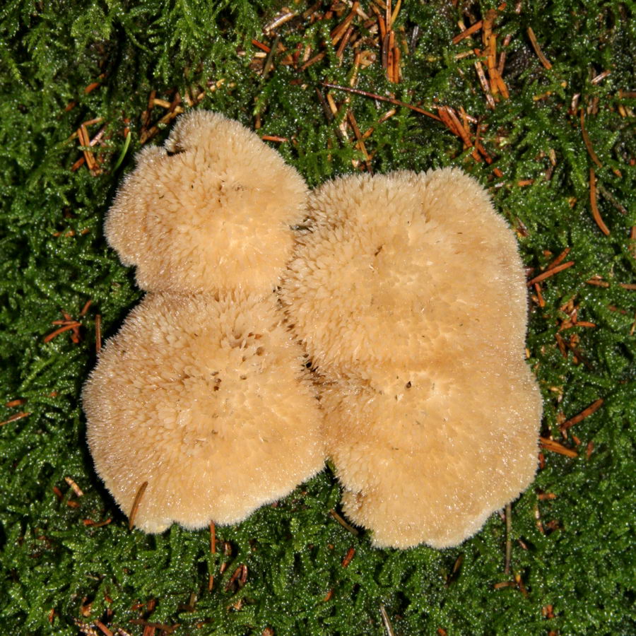 Støvende Kødporesvamp (Oligoporus ptychogaster)