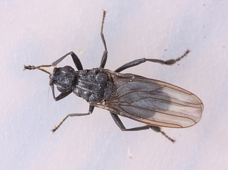Ischiolepta crenata (Ischiolepta crenata)
