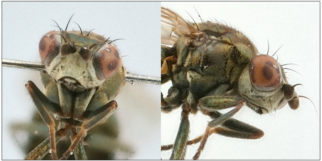 Pelina aenea (Pelina aenea)