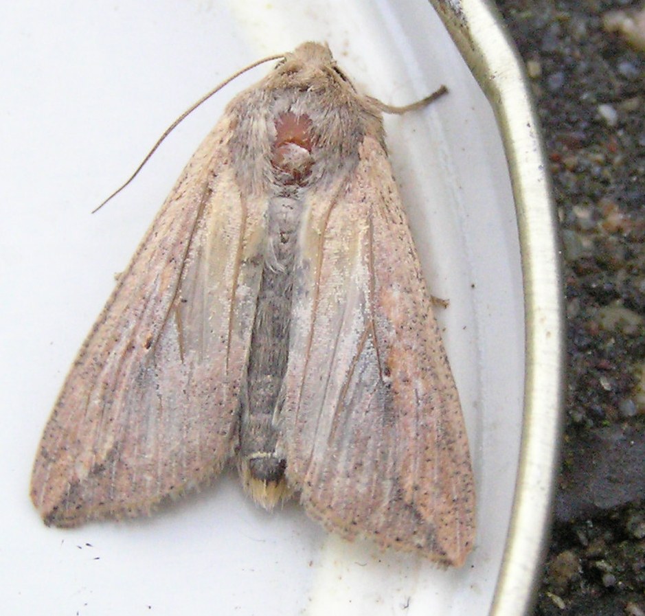 Et-Punkt Græsugle (Mythimna unipuncta)