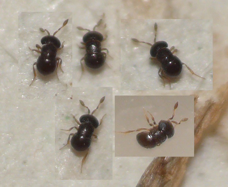 Baeus sp. (Baeus sp.)