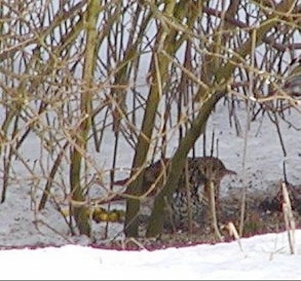 Gulddrossel (Zoothera dauma)