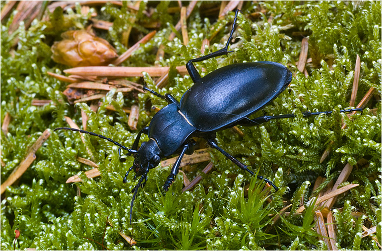 Glat Løber (Carabus glabratus)