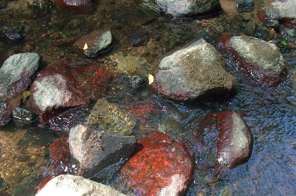 Hildenbrandia rivularis (Hildenbrandia rivularis) Naturbasen