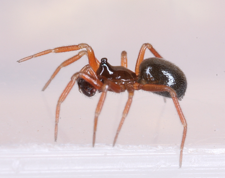 Walckenaeria nodosa (Walckenaeria nodosa)