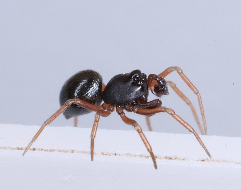 Cnephalocotes obscurus (Cnephalocotes obscurus)