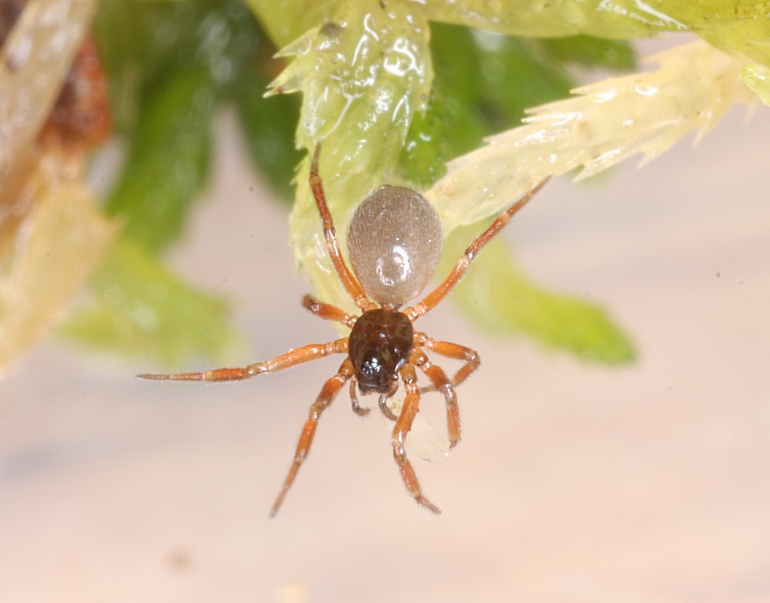 Walckenaeria cuspidata (Walckenaeria cuspidata)