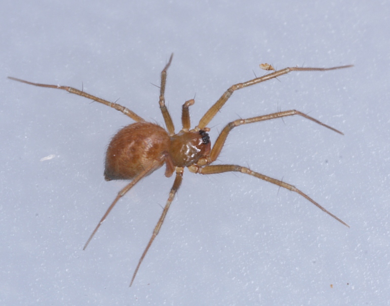 Palliduphantes pallidus (Palliduphantes pallidus)