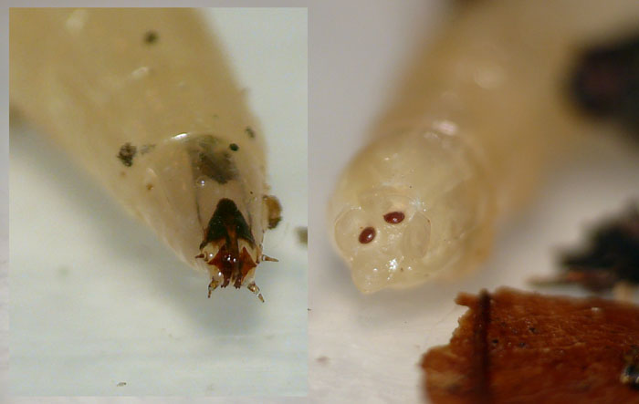 Rhagio sp. (Rhagio sp.)