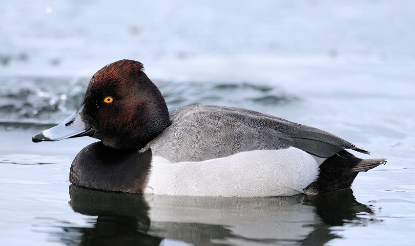 Taffeland x Troldand (hybrid) (Aythya ferina x A. fuligula)