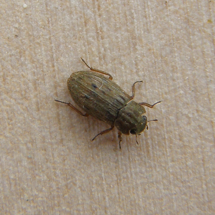 Helophorus nubilus (Helophorus nubilus)