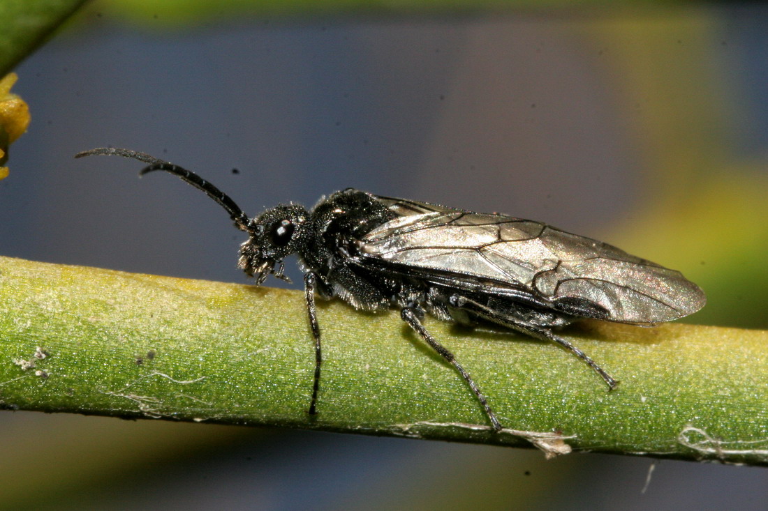 Dolerus nitens (Dolerus nitens)