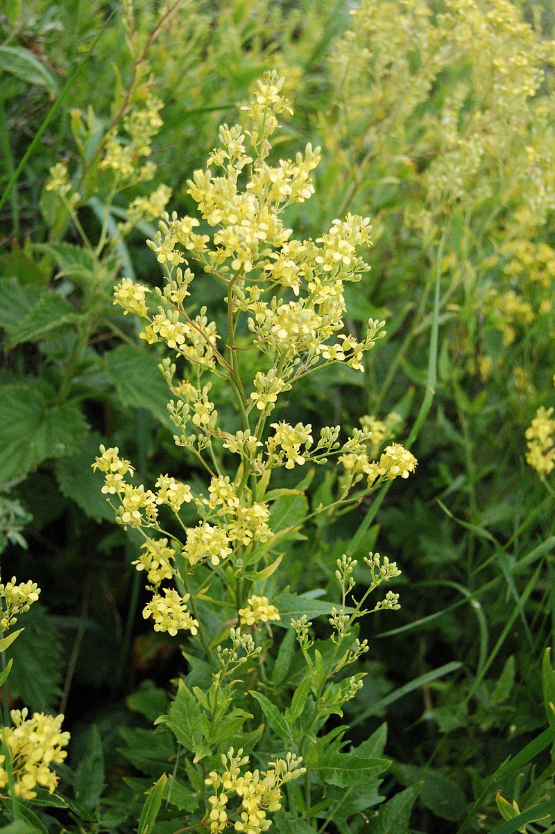 Volga-Vejsennep (Sisymbrium volgense)