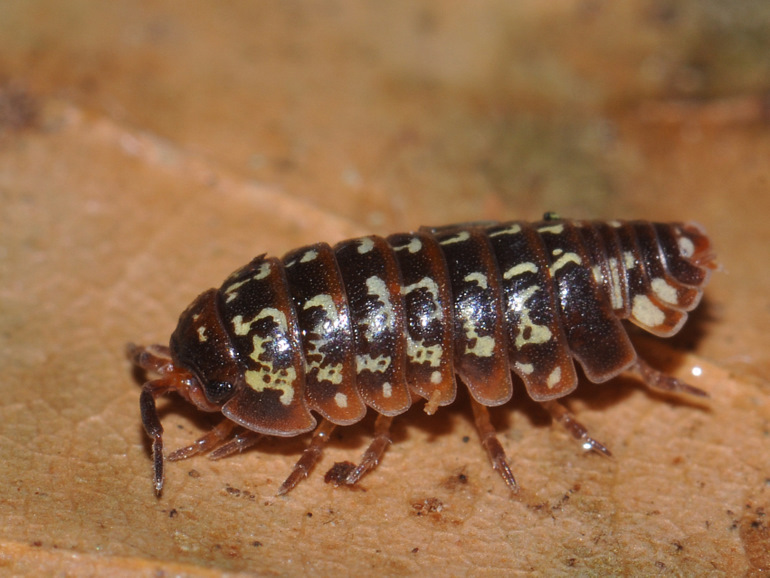 Lille broget kuglebænkebider (Armadillidium pulchellum)