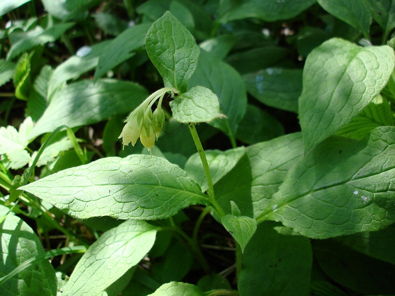 Bleggul Kulsukker (Symphytum bulbosum)