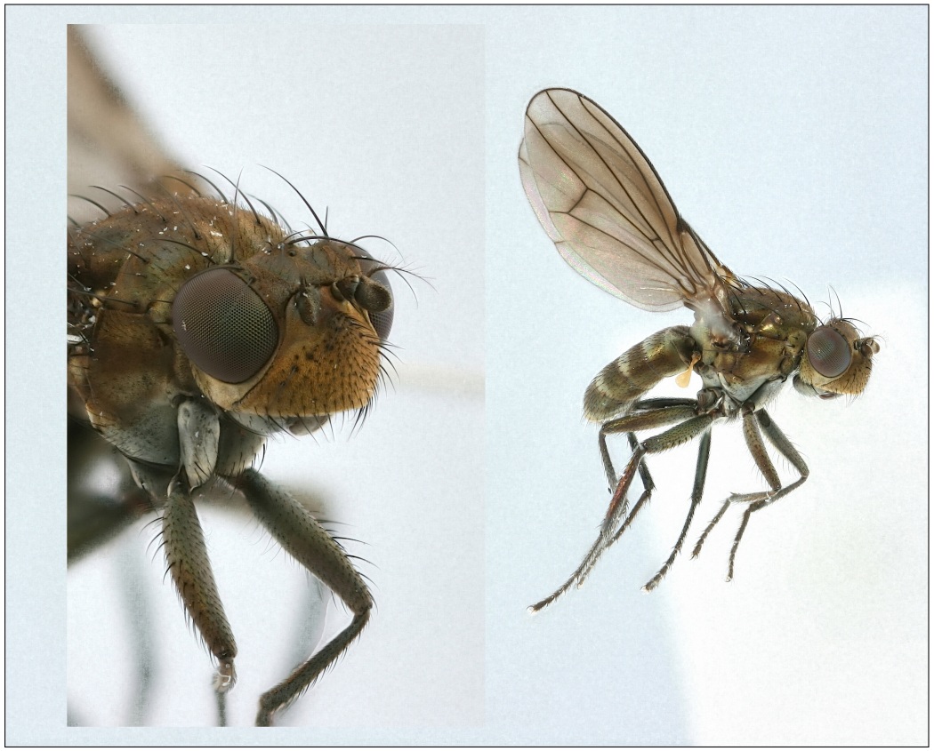 Paracoenia fumosa (Paracoenia fumosa)