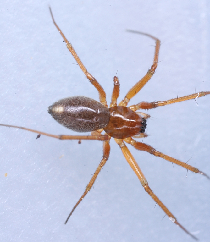 Porrhomma sp. (Porrhomma sp.)