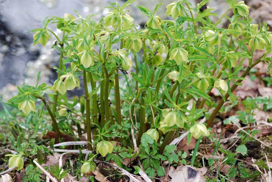 Grøn Nyserod (Helleborus viridis)